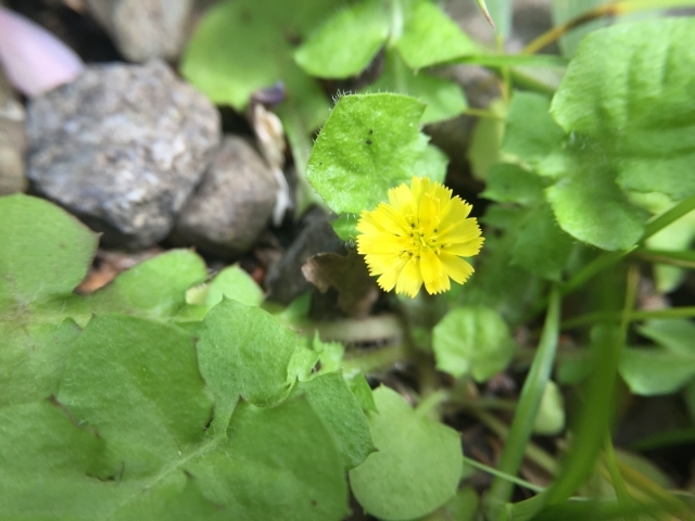 コオニタビラコとは?特徴・似た植物との見分け方から食べ方まで!
