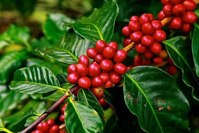 コーヒーの木の育て方!置き場・水やりなど室内での上手な管理方法は?のイメージ