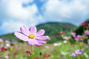 コスモスの種まき講座！適切な時期や間隔など詳しい撒き方を解説！