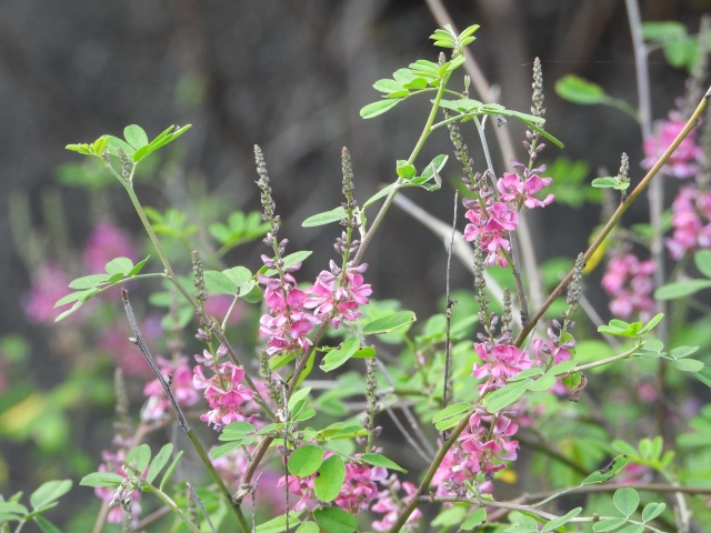 コマツナギ（駒繋ぎ）とは？特徴や花言葉をご紹介！似た花はどれ？
