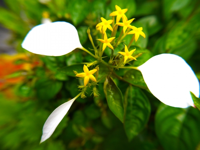 コンロンカ(ハンカチの花)の育て方!剪定方法や手入れのコツを解説!