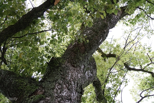 クスノキってどんな木？樹木としての特徴や用途・利用法などを解説！のイメージ