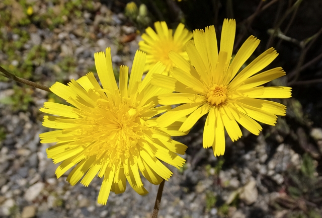 コウゾリナとは?特徴や花言葉をご紹介!ミヤマコウゾリナとの違いは?
