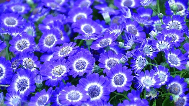 サイネリアの育て方を徹底解説!より長く花を楽しむコツなどをご紹介!のイメージ