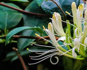 スイカズラ（忍冬）とは？白い花の特徴・種類や花言葉をご紹介！