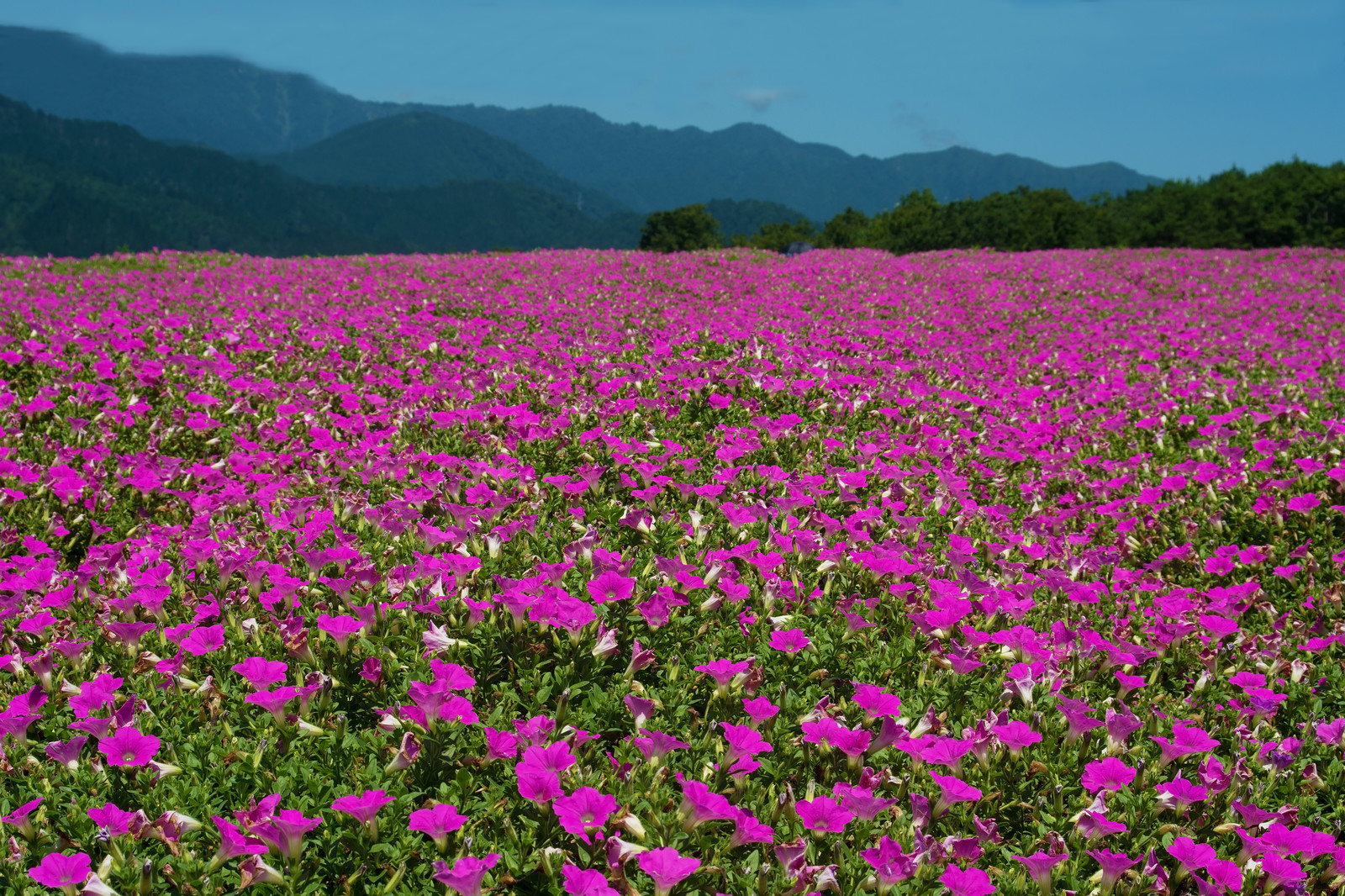 スーパーチュニアの育て方!冬越しや切り戻しの仕方から増やし方まで!