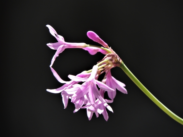 ツルバキアの育て方!剪定方法や冬越しの仕方から増やし方まで解説!のイメージ