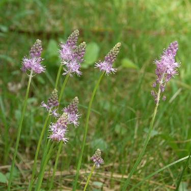 ツルボとはどんな植物？その特徴や名前の由来・花言葉などをご紹介！