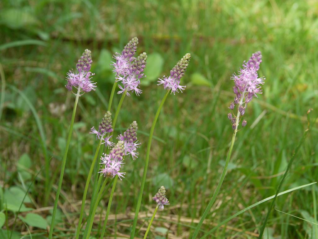 ツルボとはどんな植物？その特徴や名前の由来・花言葉などをご紹介！