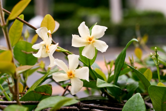 テイカカズラとは？その特徴や利用法から育て方までご紹介！