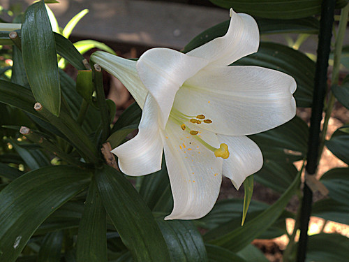 テッポウユリ(鉄砲百合)ってどんな花?特徴や育て方をご紹介!