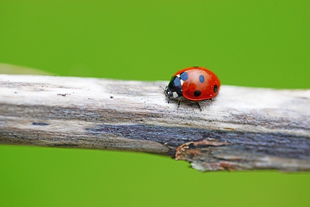 テントウムシの種類を解説!アブラムシの天敵として益虫にもなる?