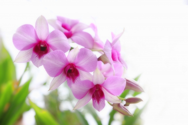 デンファレとは?その特徴・種類や花言葉と育て方をご紹介!