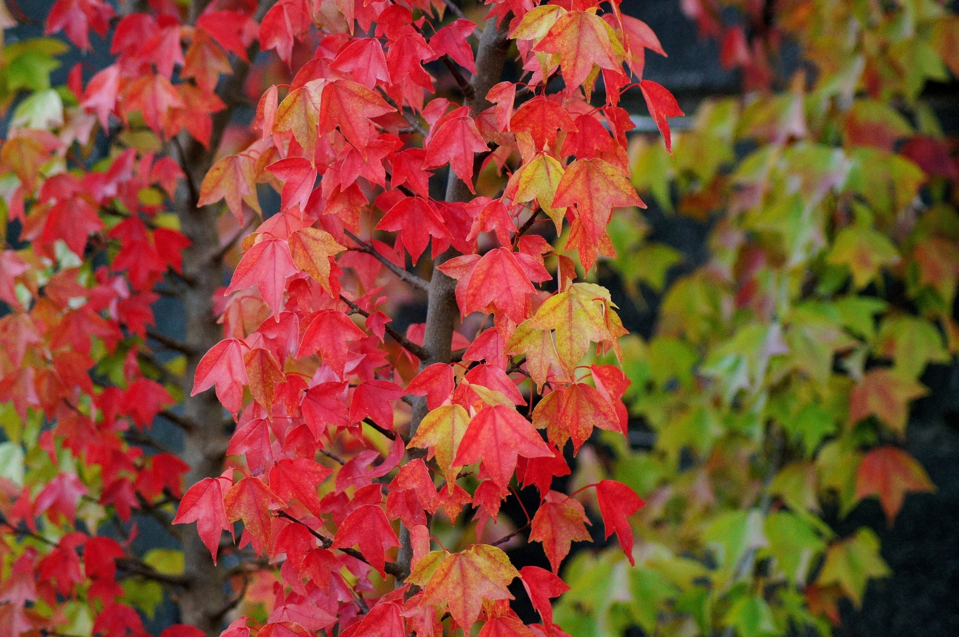 トウカエデ(唐楓)とは?街路樹にも利用される樹木の特徴をご紹介!のイメージ