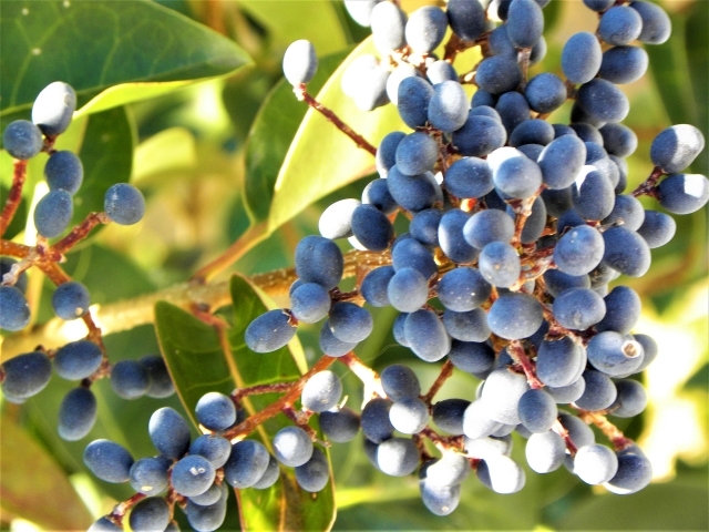 トウネズミモチとは?紫色の実の特徴やネズミモチとの違いをご紹介!