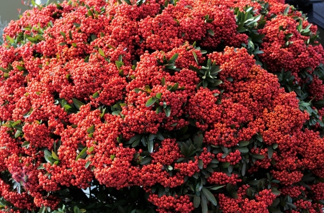 トキワサンザシとは?その特徴や育て方をご紹介!