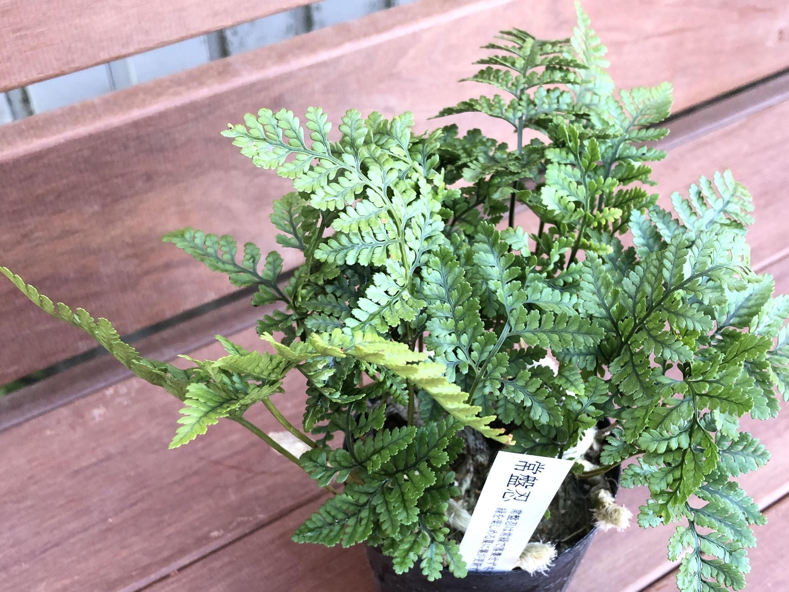 トキワシノブの育て方!枯らさず根詰まりさせず上手に管理する方法は?