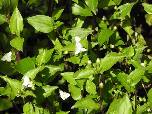 トキワツユクサ(常磐露草)とは?その特徴や花言葉などをご紹介!のイメージ