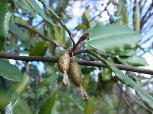 ナワシログミとは？特徴や剪定方法など育て方を解説！食べられる？