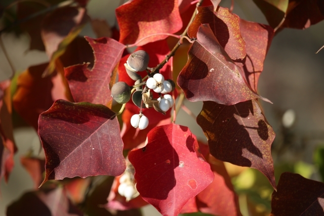 ナンキンハゼとは？紅葉が美しい樹木の特徴や育て方をご紹介！のイメージ