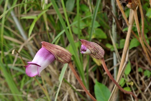 ナンバンギセルとは？寄生植物ってホント？その特徴や育て方を解説！