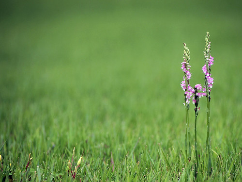 ネジバナってどんな花?螺旋などの特徴や園芸種としての育て方を紹介!のイメージ