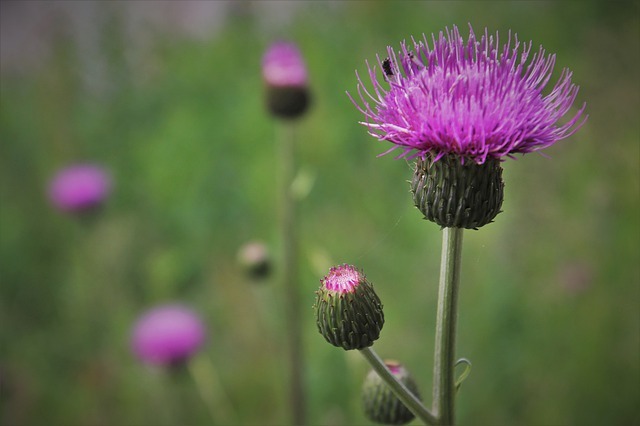 ノアザミ(野薊)とは?花や葉の特徴をご紹介!アザミとの違いは?