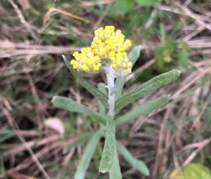 ハハコグサとは？野草としての特徴や名前の由来・薬効などをご紹介！