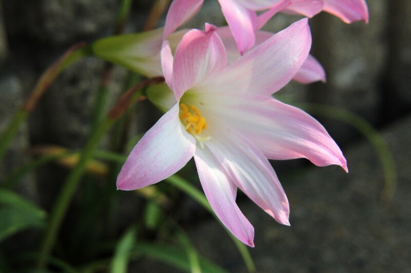 ハブランサスの育て方!植え付けから開花するまでの管理の仕方を解説!