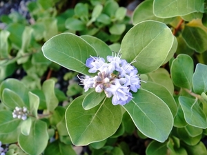 ハマゴウとはどんな植物？花の香りなどの特徴から利用法までご紹介！