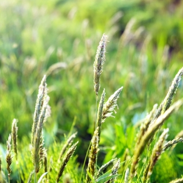 ハルガヤとは？その特徴・生態や雑草としての防除方法をご紹介！