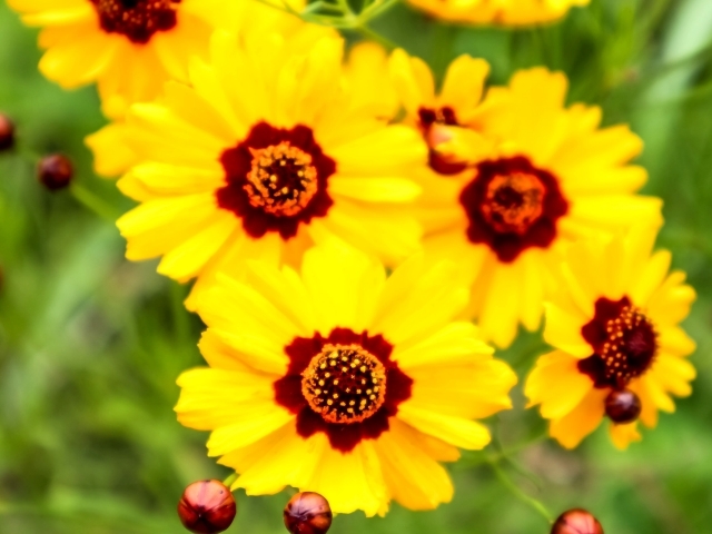 ハルシャギクとは?特徴や花言葉から育て方までの概要をご紹介!