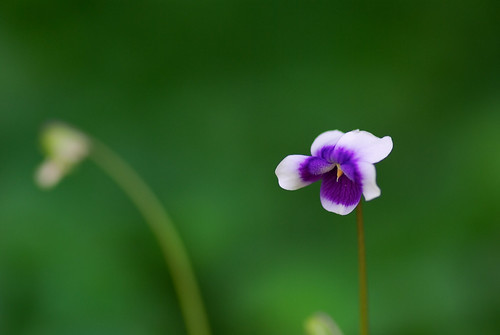 パンダスミレの育て方!グランドカバーとして上手に増やす方法を解説!