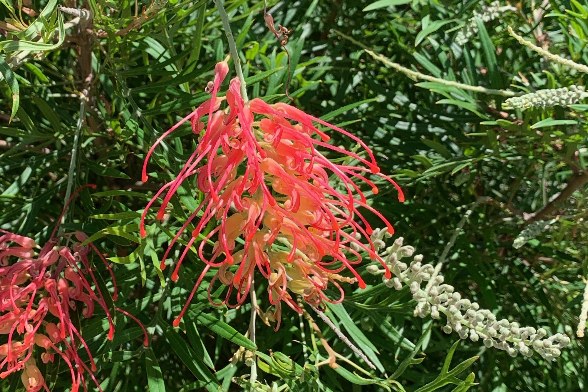 グレビレアの育て方!花の特徴から上手な育て方・増やし方まで解説!