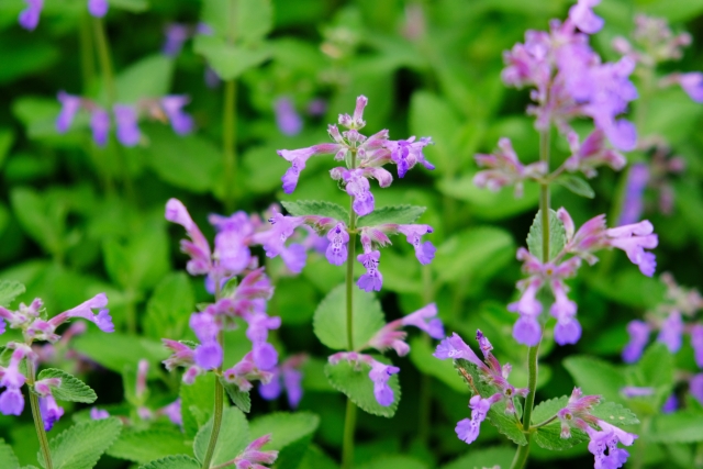 キャットミント(ネペタ)の育て方!上手な手入れから増やし方まで解説!のイメージ