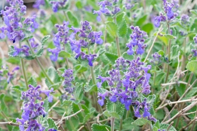 キャットミント(ネペタ)とは?名前の由来の特徴から用途までご紹介!