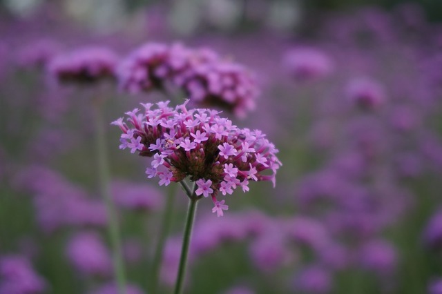 三尺バーベナとは?紫の花の特徴や育て方をご紹介!のイメージ