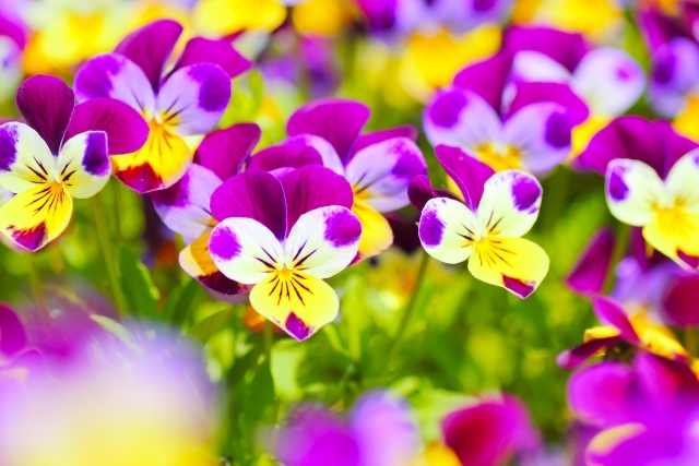 ビオラの切り戻し方法をご紹介!適切な時期や方法を詳しく解説!