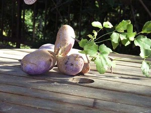 あけびの上手な食べ方を解説！食べ頃の時期から適切な部位まで！