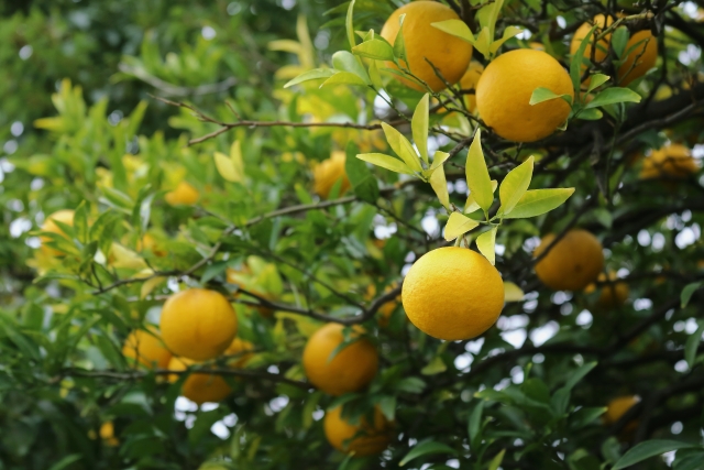 はっさく(八朔)の食べ方!上手な皮むき方から保存方法やレシピまで!