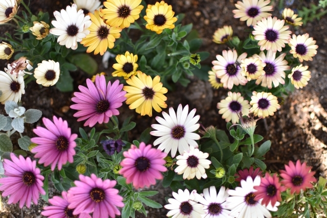 オステオスペルマムとは?花の特徴や切り戻し方法など育て方を解説!のイメージ