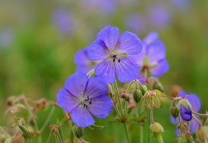 ゲラニウム（高性種）とは？花の特徴や育て方・管理方法をご紹介！