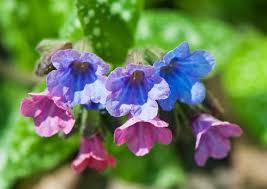 プルモナリアの育て方!水やりや置き場など管理のポイントをご紹介!