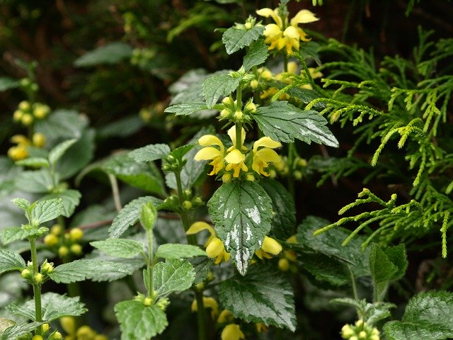 ラミウムの育て方！グランドカバーでの利用で上手に増やすコツなど解説！