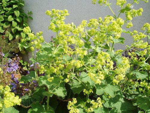 アルケミラモリスの育て方!手入れのコツや切り花の活用方法を紹介!のイメージ