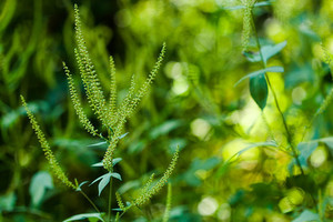 オオブタクサとは？外来植物として特徴や駆除方法について解説！