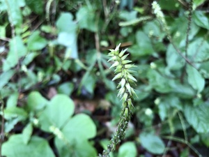 イノコヅチとは？花や葉の特徴から食用として効果や用途をご紹介！