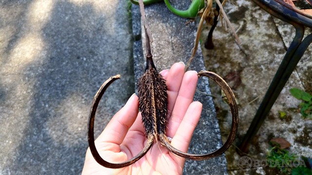 ツノゴマとは?悪魔の爪ともいわれる理由や食用としての効果を紹介!