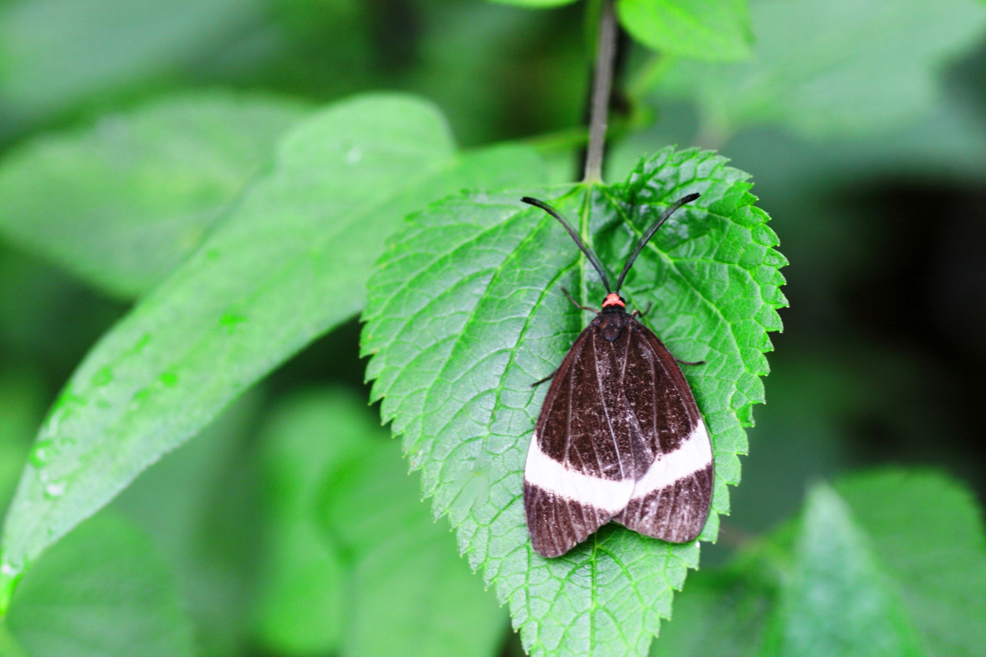 ホタルガ（蛍蛾）とは？幼虫や成虫には毒はあるの？駆除方法も解説！