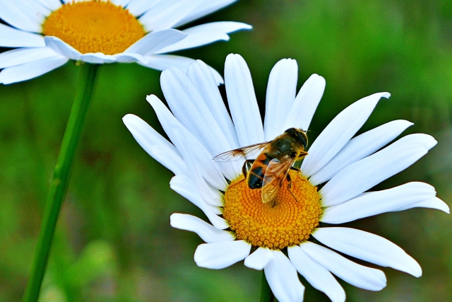 ナミハナアブとは?生態や特徴をご紹介!作物への害などはあるの?